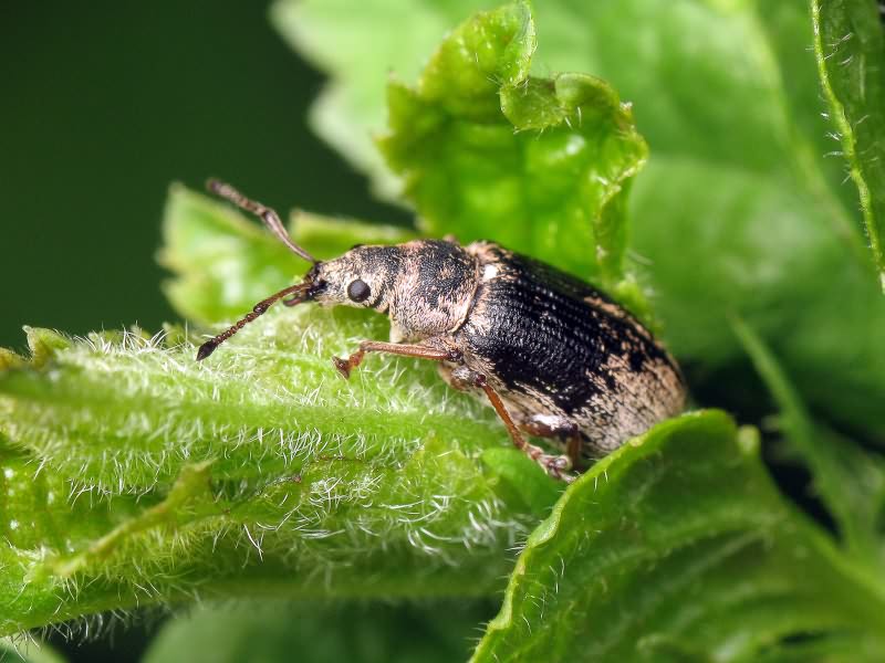 Phyllobius pyri (Linnaeus, 1758)